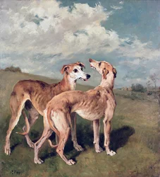 Greyhounds